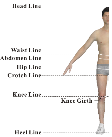 Body measurement lines